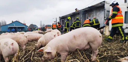 Wulverdinghe : 35 cochons sont morts hier après un accident de la...