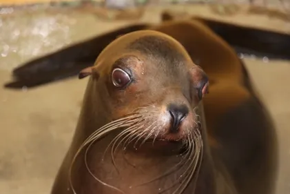 Deux nouvelles otaries accueillies à Nausicaa