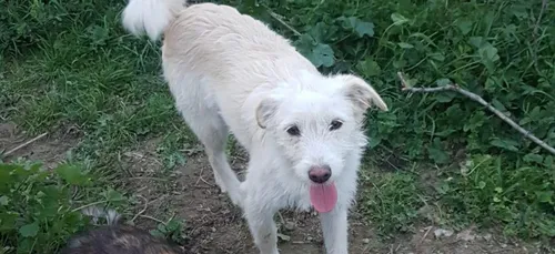 2000€ promis à qui retrouvera Snoopy