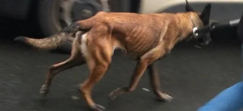 Bruay-la-Buissière: Deux chiens retrouvés enfermés dans le noir et...