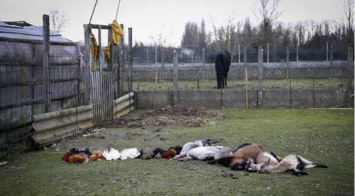 Trois adolescents jugés pour avoir massacré des animaux à Leforest