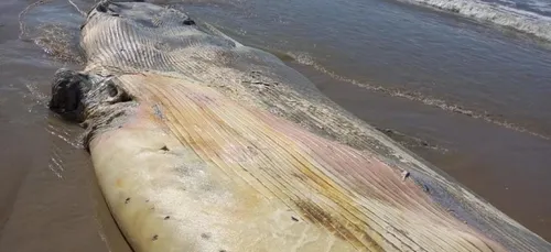 Le rorqual qui s'était échoué à Merlimont ce week-end a réapparu,...
