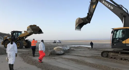 Le rorqual échoué au Touquet évacué ce mercredi matin