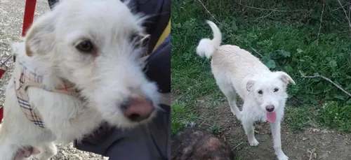 Coquelles: Snoopy, le chien Anglais porté disparu a été retrouvé mort