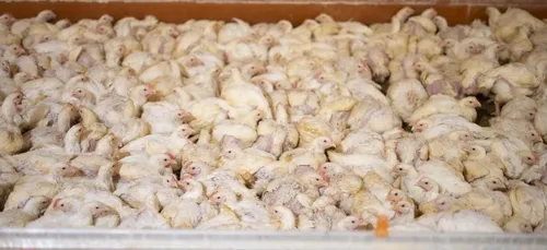 Pihem: L214 s'oppose à l'extension d'un poulailler industriel