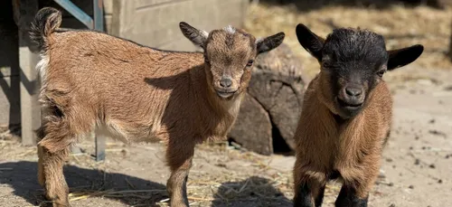 Fort Mardyck: On connaît le nom des deux petits chevreaux nés au...