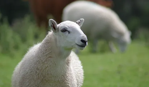 Montreuil : des brebis tuées ou blessées au pied de la Citadelle