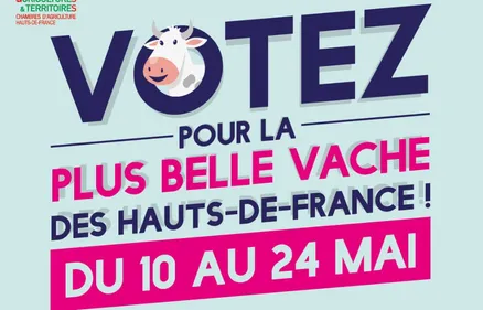 Votez pour la plus belle vache des Hauts-de-France!
