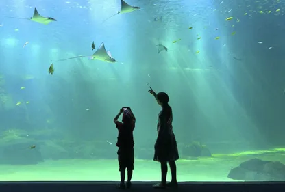 Nausicaa rouvre ce mercredi pour ses 30 ans