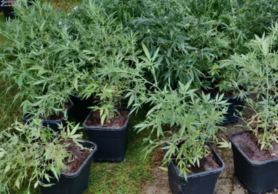 Vaudringhem: Les douaniers  saisissent 166 pieds de cannabis en...