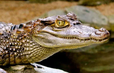 Zutkerque: Un boa constrictor, un caïman et des animaux exotiques...