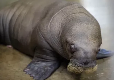 Pairi Daiza : un bébé morse vient de naître !