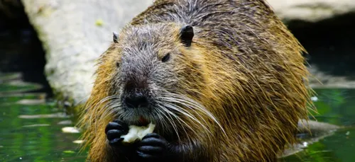 Un castor a-t-il élu domicile dans le Béthunois ?