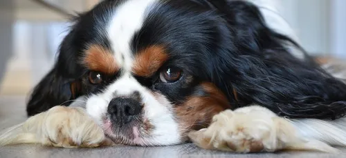 Un chien à l'origine d'un incendie à Boulogne-sur-Mer