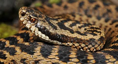 Boulogne-sur-Mer : un serpent venimeux découvert dans une cuisine   
