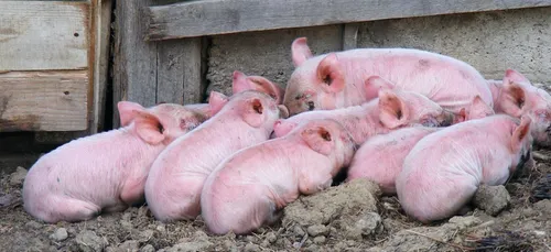 Brigitte Bardot en colère contre l'élevage porcin de Robecq