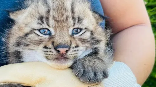 Le zoo de Fort-Mardyck accueille deux nouveaux bébés !   