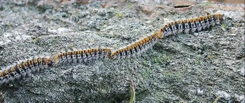 Les chenilles urticantes débarquent dans les Hauts-de-France
