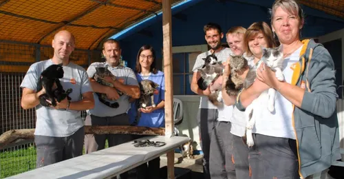 SPA Saint-Omer : "Nous recevons entre 10 et 15 chatons par jour en...