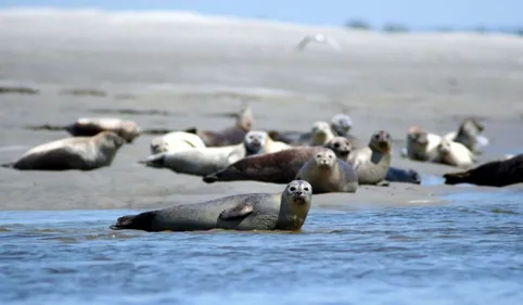 Observation des phoques : des opérations de contrôles pour...