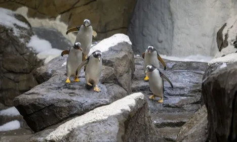 Pairi Daiza ouvre sa nouvelle "Grotte aux Manchots"