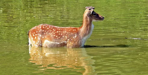 Les pompiers du Pas-de-Calais reçoivent un prix pour avoir sauvé...