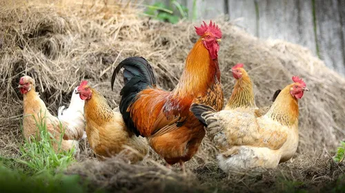 Aire-la-Lys : des poules du jardin partagé décapitées