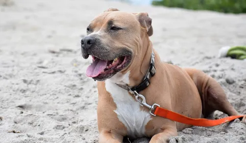 Noyelles-sous-Lens : le pitbull qui a attaqué ses maîtres n'était...
