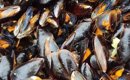 Wimereux fête la Moule ce week-end !