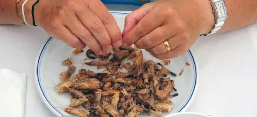 A Leffrinckoucke, on dispute ce week-end le Championnat du monde de...