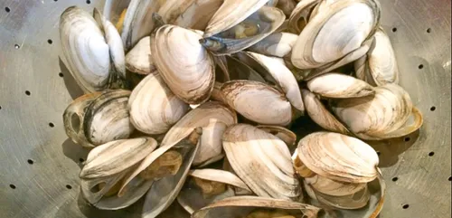 La consommation de certains coquillages fortement déconseillée, en...