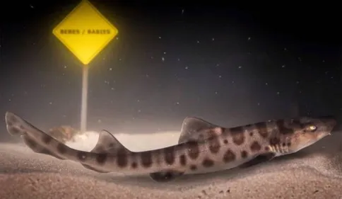 Nausicaa annonce la naissance de 16 bébés requins-léopards   