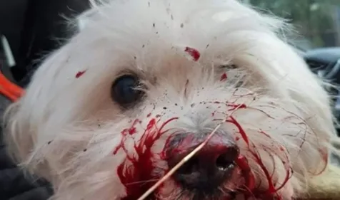 Dunkerque: Les 3 jeunes femmes qui avaient jeté un chien du haut...