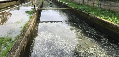 Beussent : un acte malveillant à la pisciculture entraîne la mort...