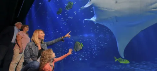 Nausicaa affiche 5 millions d'euros de déficit