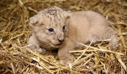Pairi Daiza annonce la naissance d'un lionceau !