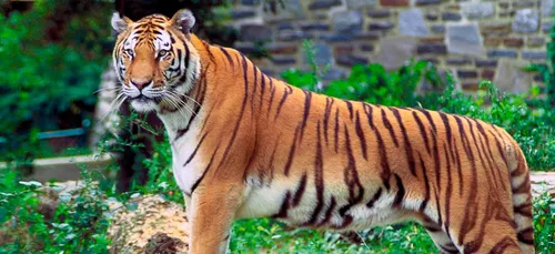 Auxi le Château: Un tigre ou un lion errant repéré dans la commune?