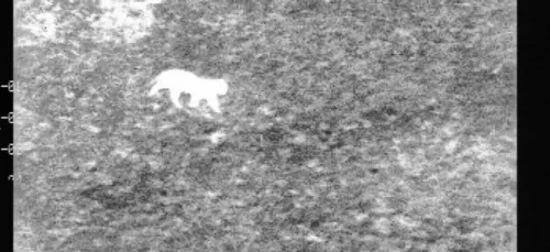 Auxi-le-Château: Le grand félin court toujours