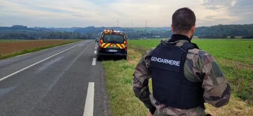 Ligny sur Canche: Le félin aperçu dans une pâture, une battue en cours