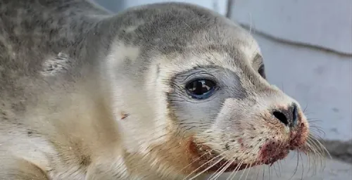 Malo : le pêcheur qui avait frappé un bébé phoque sur la plage...