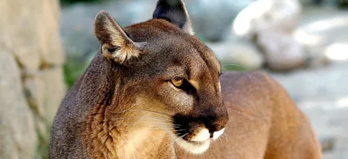 Grand félin: une pétition lancée contre l'abattage de l'animal