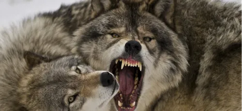 Les attaques au loup se multiplient dans la région