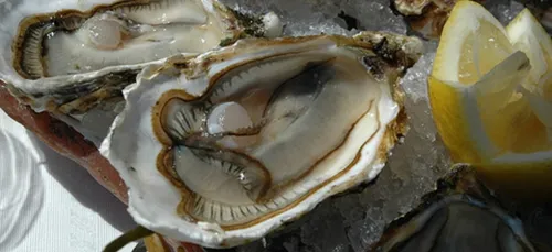 Les huîtres de l'étang de Thau pour le réveillon