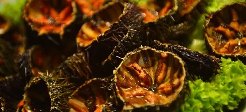 La 4ème édition de L'Oursinade de Thau à Sète