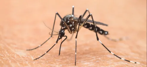 Moustique tigre : l'Occitanie et le Vaucluse en alerte rouge