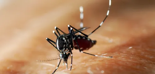 Que faire contre le moustique tigre ?