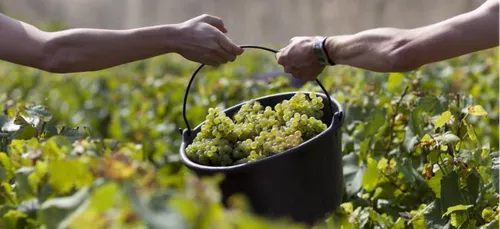 Le coup d'envoi des vendanges donné à Fitou