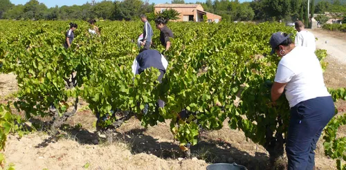 Vendanges : un premier bilan plutôt satisfaisant