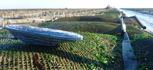 Une huître connectée pour lutter contre les vols