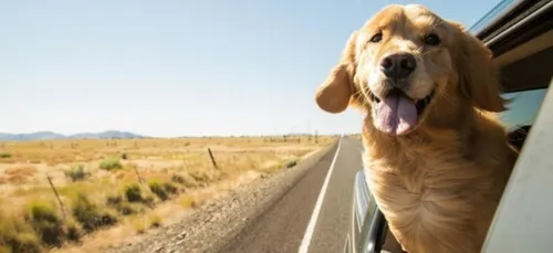 En vacances, "Emmène Ton Chien" !